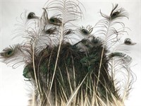 Large Lot of Peacock Feathers