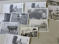 Vintage Beef Cattle Photos