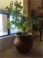Large Terra Cotta Planter with House Plant