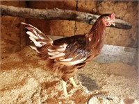 5 roosters, Red Rhode Island Cross