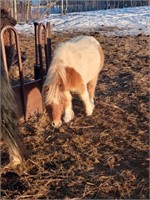 Mini pony gelding, 5-6 years