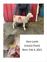 Intact Ram Lamb (twin) DOB: Feb 4th, 2021