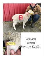 Ewe Lamb (single) DOB: Jan 20th, 2021