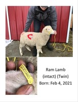 Intact Ram Lamb (twin) DOB: Feb 4th, 2021