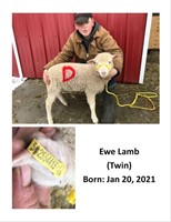 Ewe Lamb (twin) DOB: Jan 20th, 2021