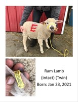 Intact Ram Lamb (twin) DOB: Jan 23rd, 2021