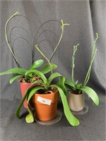Three Orchid Plants