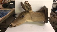 Mounted Deer Head (some ear damage, see pics)