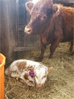 Red mini heifer W/ Calf