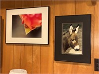 Framed Donkey, Bug Photos