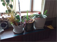5 houseplants