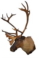 Genuine Mounted Elk Head