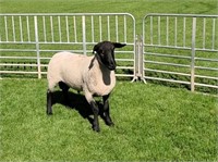 Yearling Ram - 12654