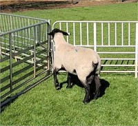 Yearling Ram - 12643