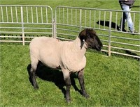 Yearling Ram - 12651