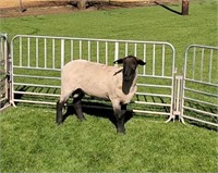 Yearling Ram - 12644