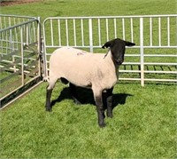 Yearling Ram - 12647