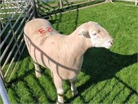 Yearling Ram - 0567