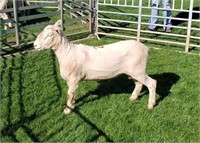 Ram Lamb - 0577