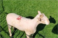 Ram Lamb - 0580