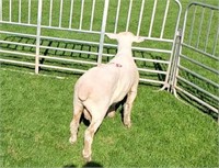 Ram Lamb - 0581