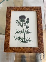 1996, Thistle Print Signed