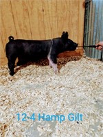 12-4 Hamp Gilt, Born: 02-02-21, Sire: Set the Bar
