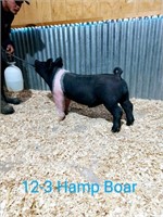 12-3 Hamp Boar, Born: 02-02-21, Sire: Set the Bar