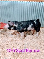 15-5 Spot Barrow, Born: 02-05-21, Sire: TF Tucked Away