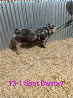 13-1 Spot Barrow, Born: 03-02-21, Sire: TF Bubba