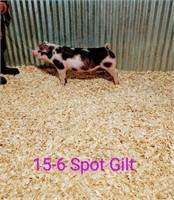 15-6 Spot Gilt, Born: 02-05-21, Sire: TF Tucked Away