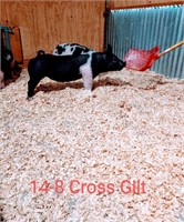 14-8 Crossbred Gilt, Born: 02-05-21, Sire: Heater