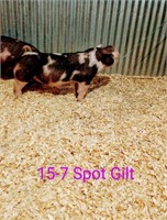 15-7 Spot Gilt, Born: 02-05-21, Sire: TF Tucked Away