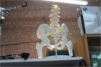 BONE DISPLAY