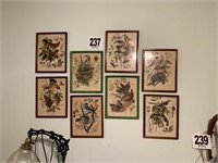 Vintage Bird Prints (Bedroom 2)