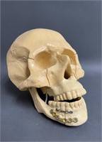 Reproduction Human Working Skull