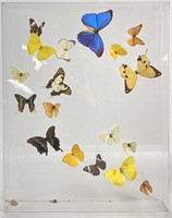 Hawaiian Butterfly Specimens In Lucite Box Frame