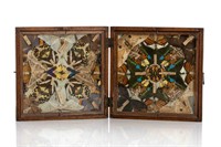 FRAMED VICTORIAN TAXIDERMY BUTTERFLY CABINET