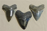 Large Fossilized Sharks Teeth.
