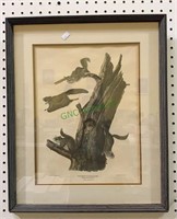 Framed JJ Audubon print of flying squirrels -