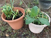 Plant in heavy plastic pot