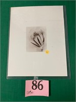 Original 4 x 5 photograph of Tulips by Nashville