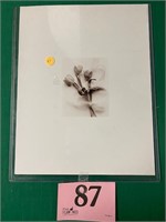 Original 4 x 5 photograph of Tulips by Nashville