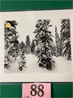 Original 8 x 10 photograph of Snowy Trees by