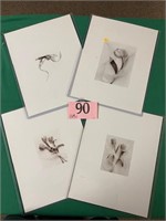 Lot of four (4) 5 x 7 photographs of Tulips