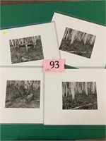 Lot of four (4) original 5 x 7 photos of Birches