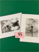 Lot of two (2) 6 1/2 x 9 photos of Palm Trees by