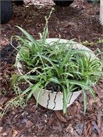 Plant in heavy plastic pot