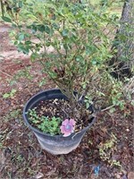 Plant in heavy plastic pot