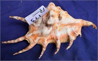 Strombidae shell 18cm wide